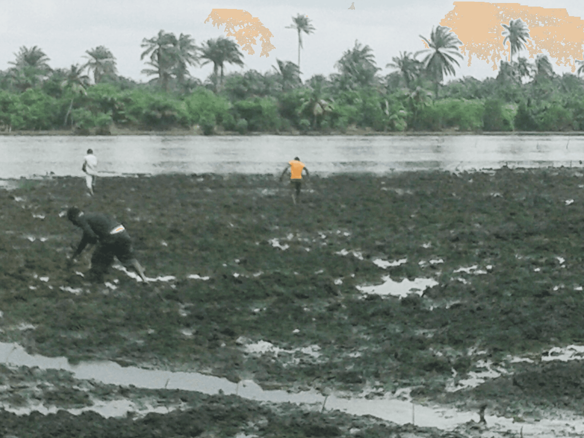 Community members engaged in aquatic resource management along the Niger Delta waterfront