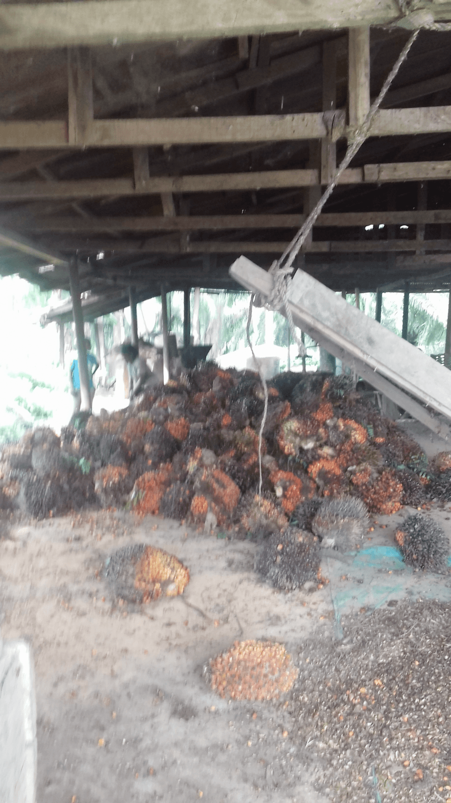 Assessment of palm fruit storage and processing at a community facility during EcoFDI's eco-innovation field visit